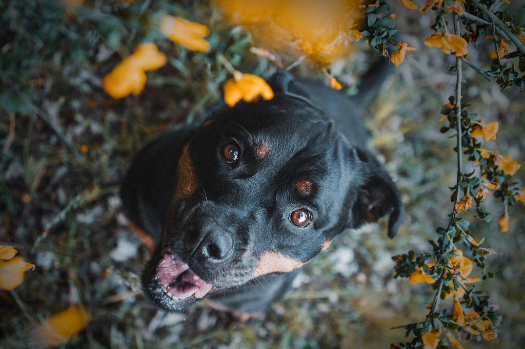 Hund lächelt