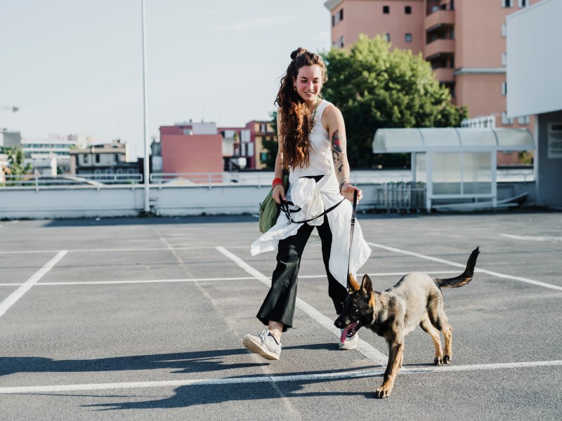 Leinenführigkeit beim Hund