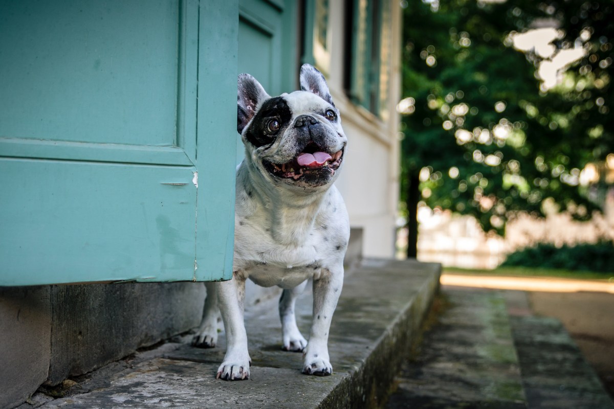 Hunde mit platter Nase