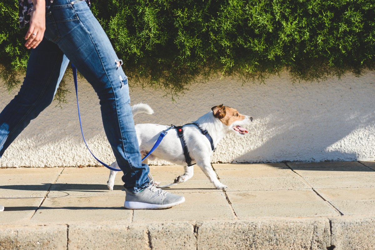 Hunde-Spaziergang