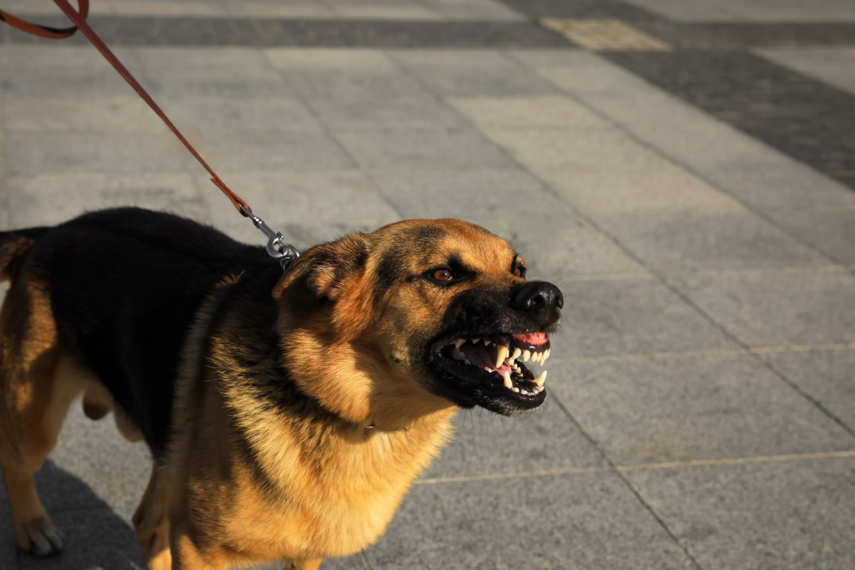 Hund verteidigt Familie