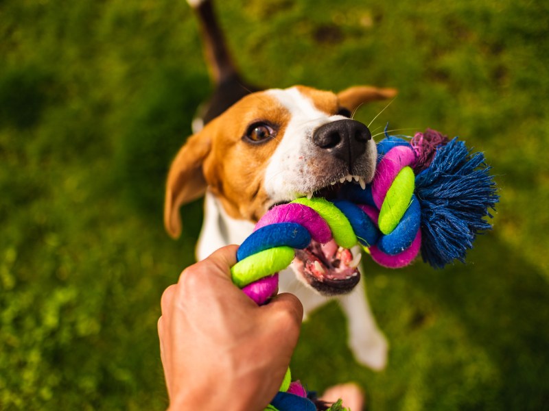 Hund Zerrspiel