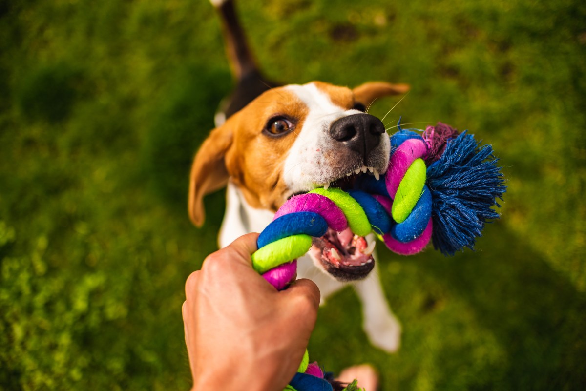 Hund Zerrspiel