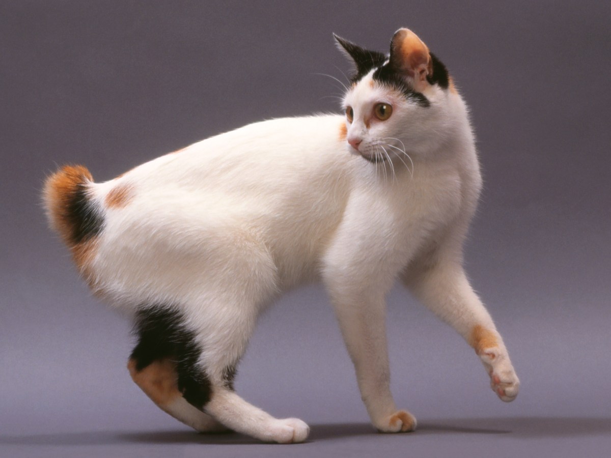 Japanese Bobtail: Die Katzenrasse ohne Schwanz bringt Glück