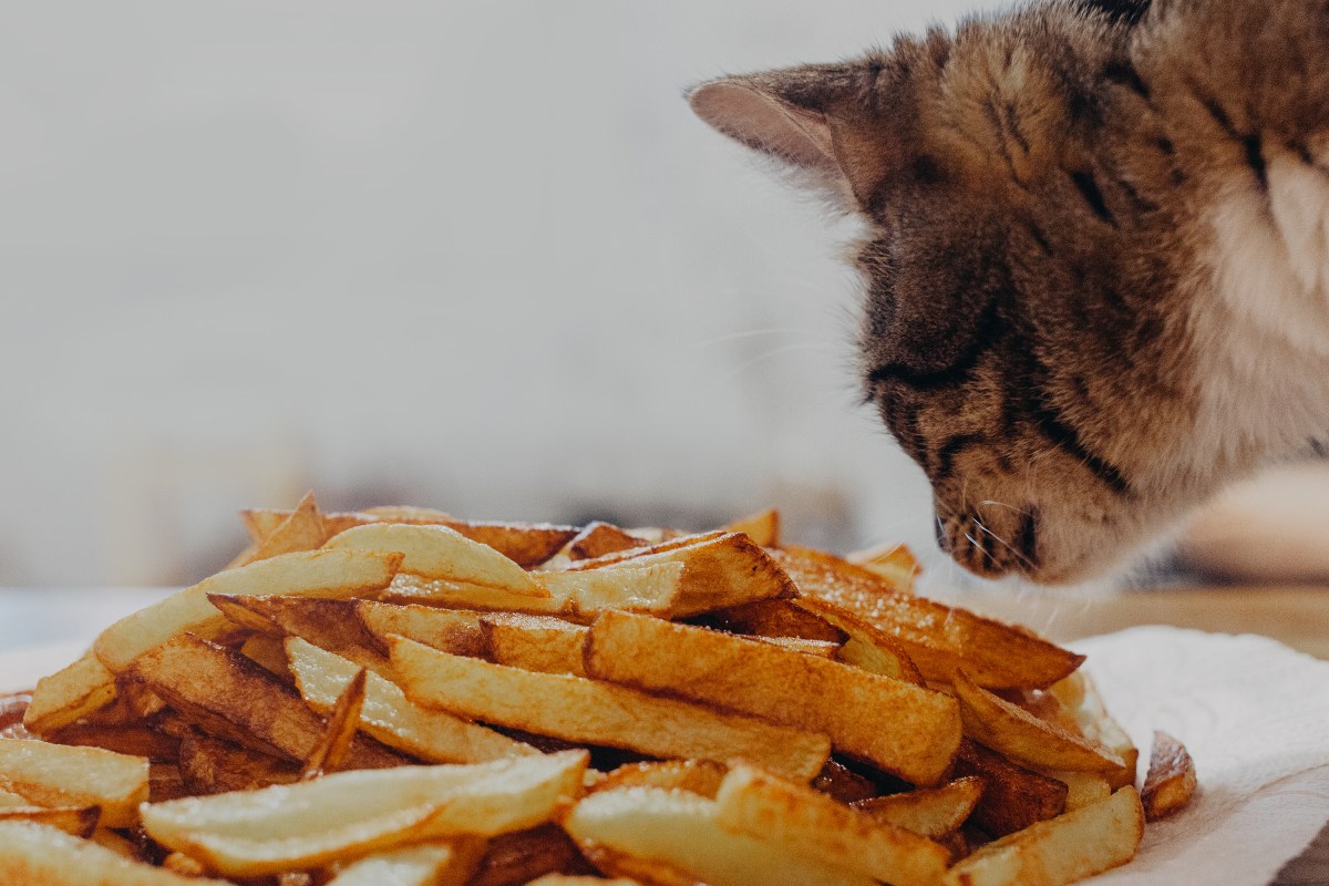 Katze riecht an Pommes