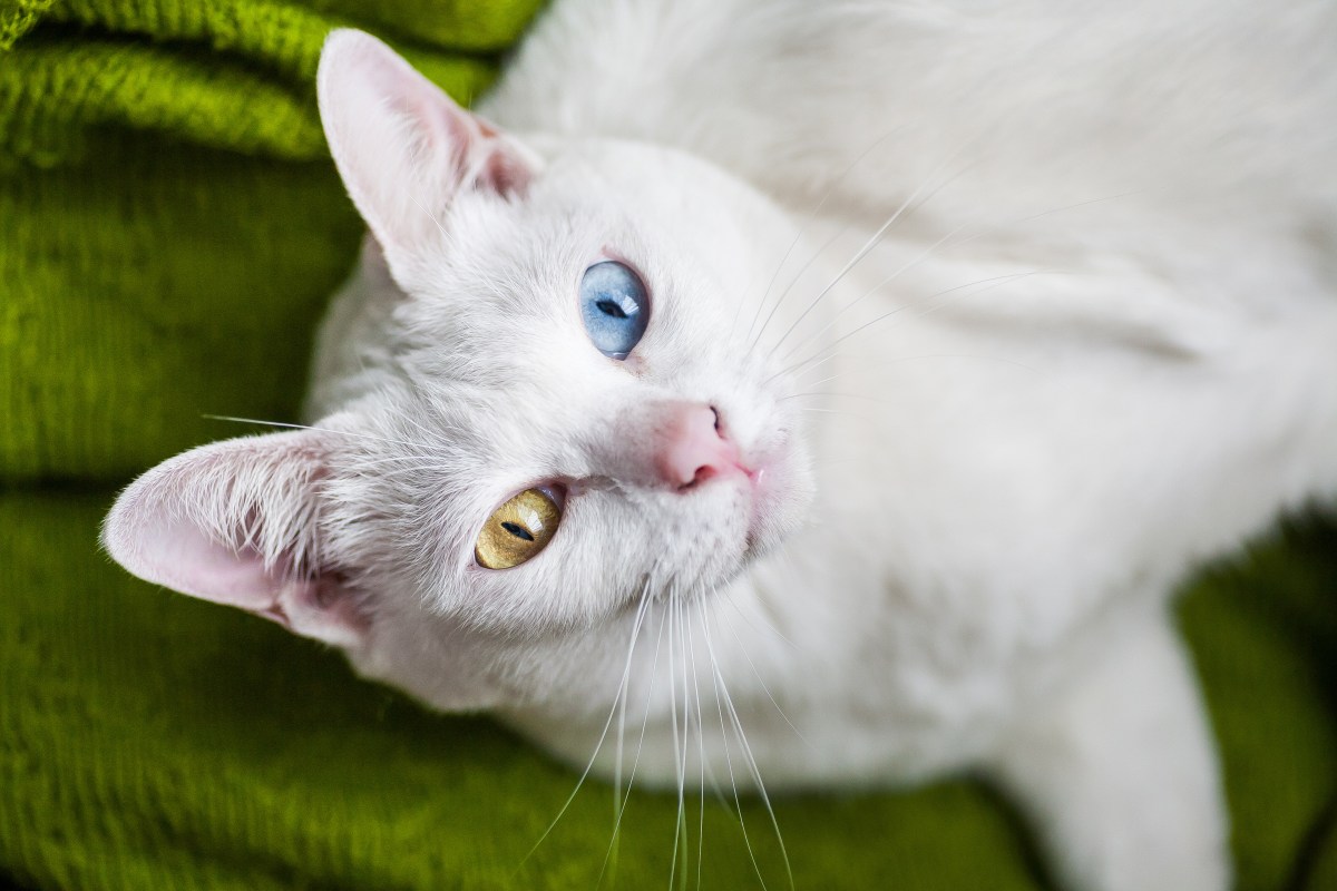 Khao Manee Katze liegt auf dem Boden