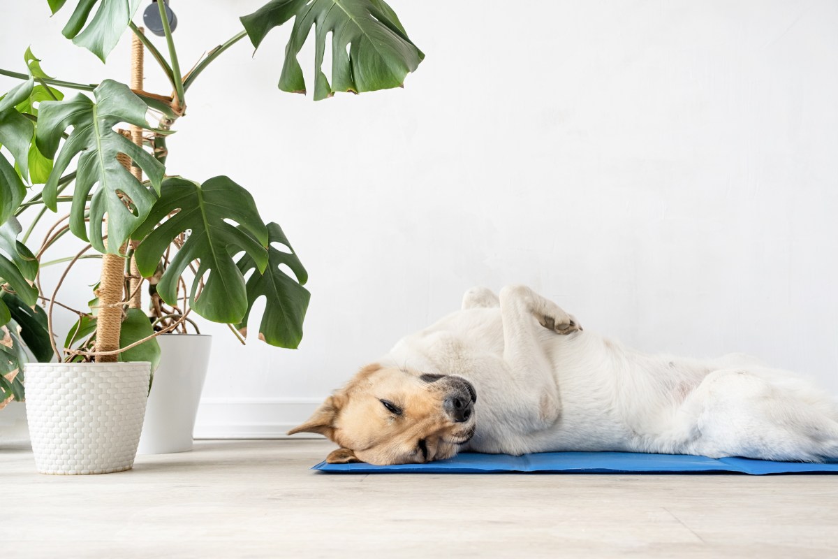 Hund auf Kühlmatte