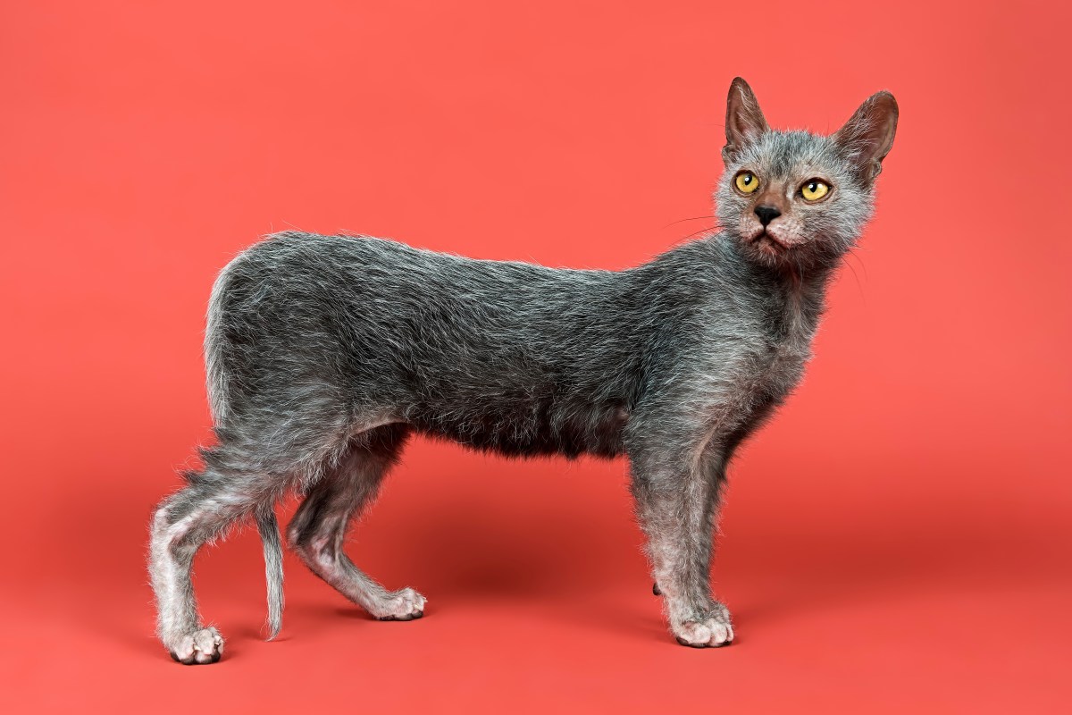 Lykoi Katze Portrait