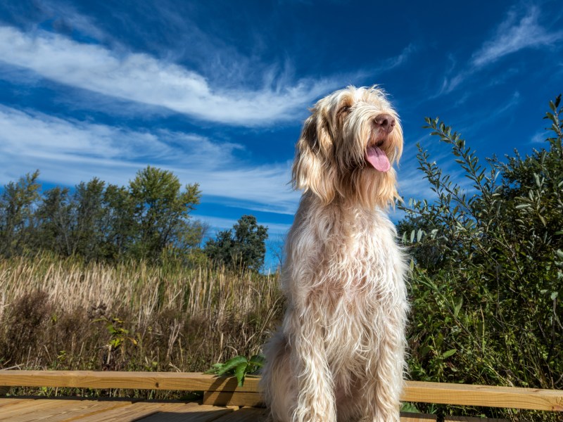 Spinone Italiano