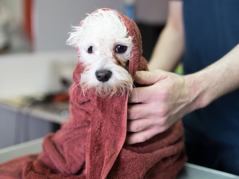 Tränenflecken beim Hund