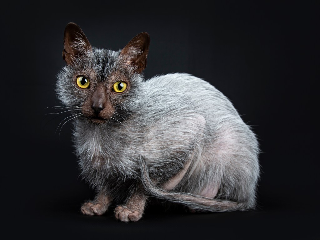 Lykoi Katze Werwolfkatze