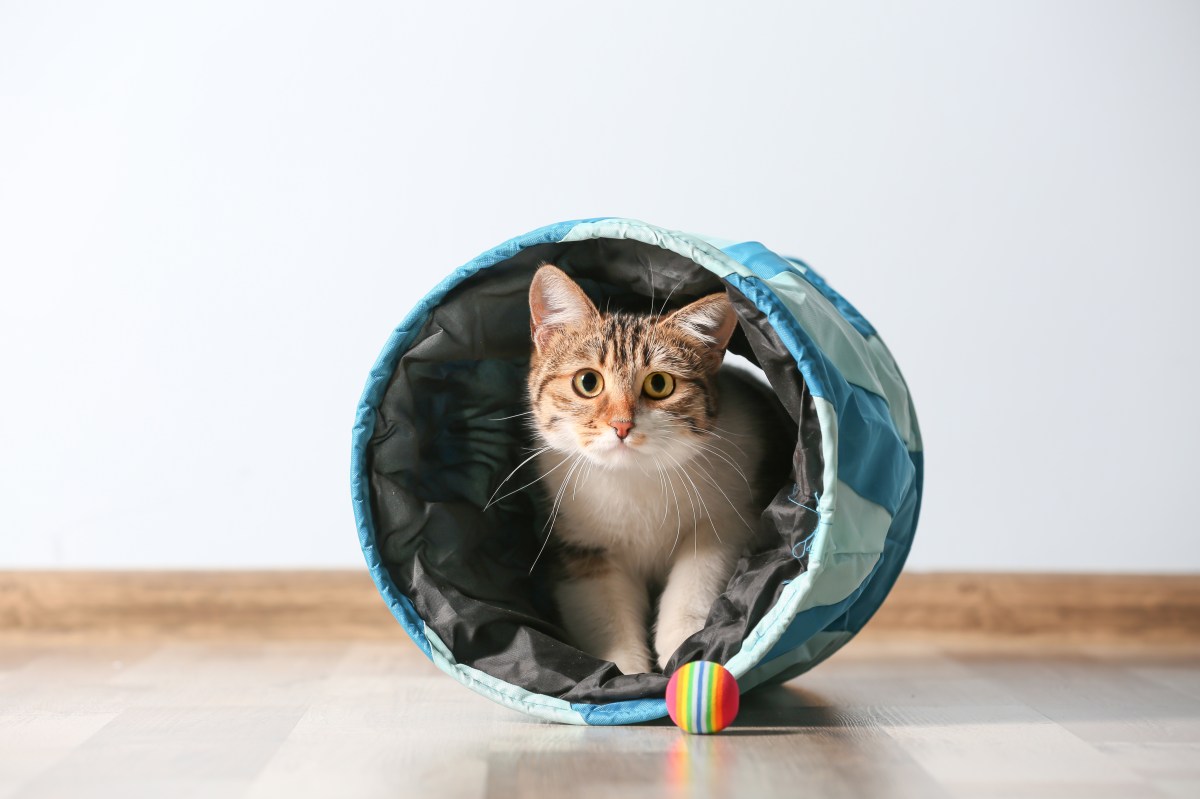 Katze sitzt in einem Rascheltunnel