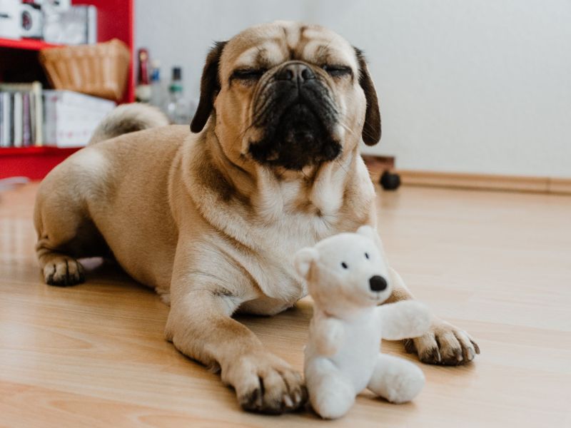 Hund mit Teddy