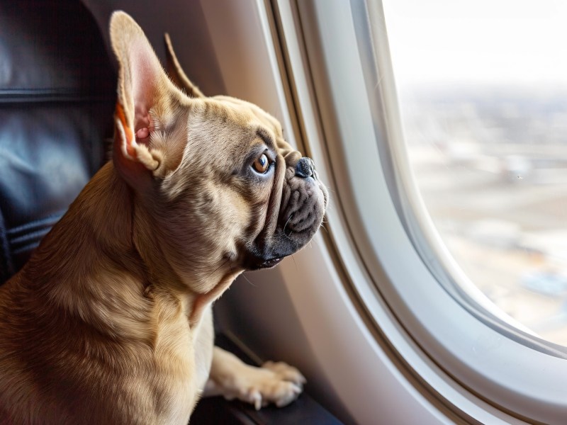 Frenchie im Flugzeug