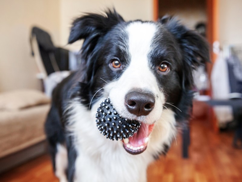 Hund elektronisches Spielzeug