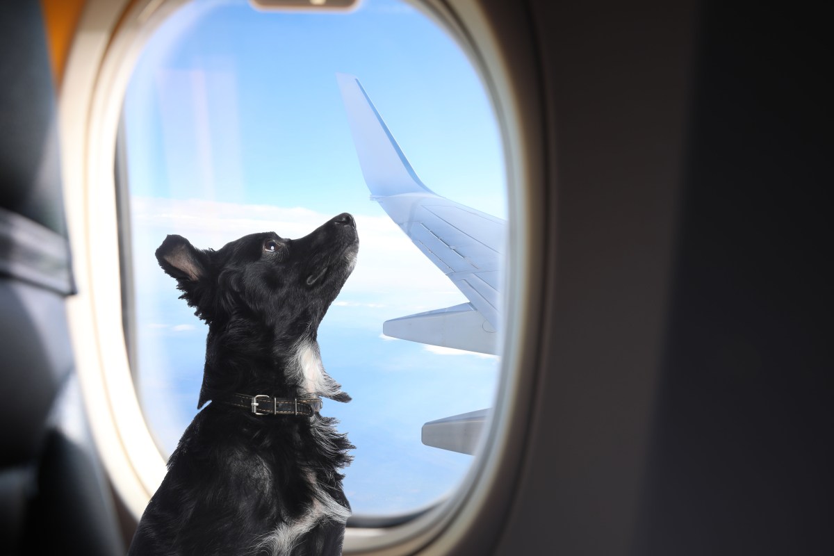 Hunde verboten USA-Flug