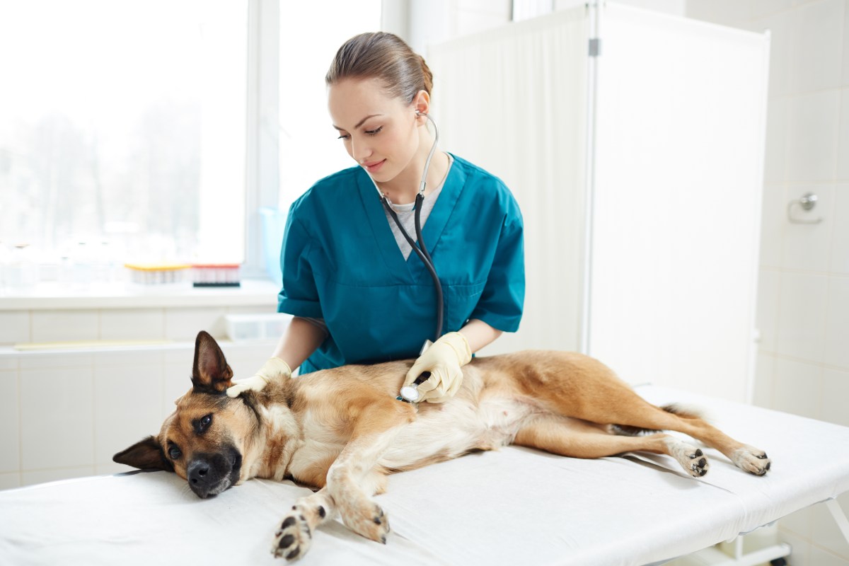 Hundekrankenversicherung Vergleich