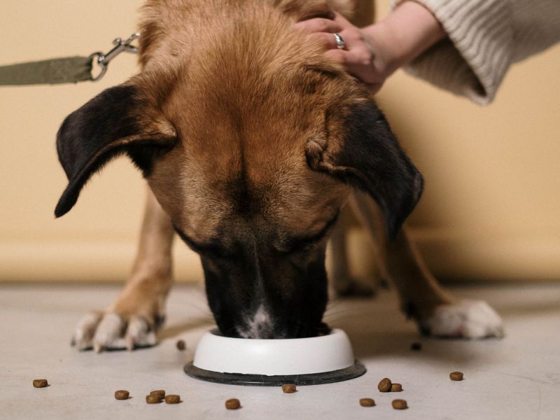 Hund frisst aus Napf