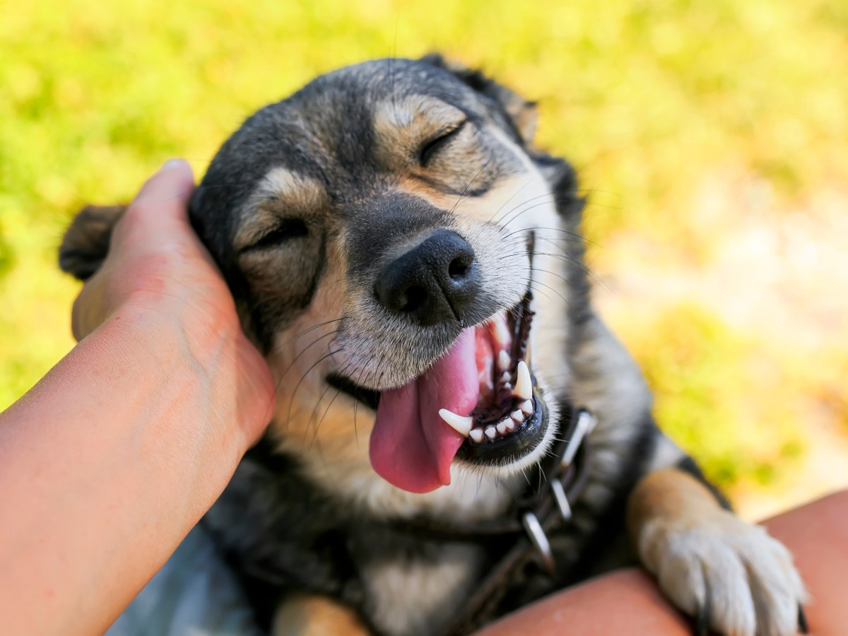 Hund wird hinter den Ohren gestreichelt