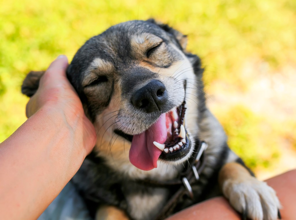 Hund wird hinter den Ohren gestreichelt