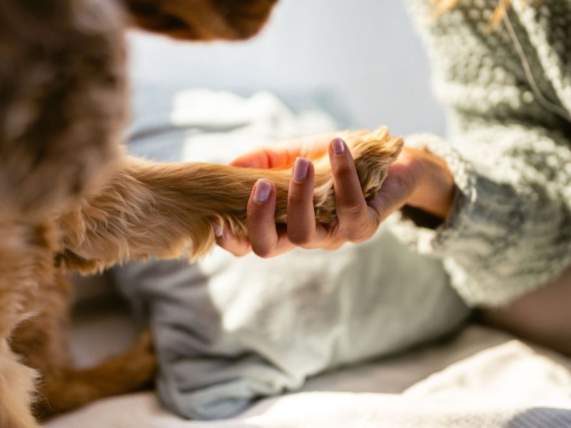 Hund Pfote auf Hand