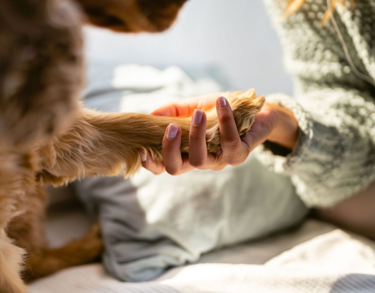 Hund Pfote auf Hand