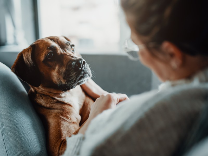 Hund aus dem Tierschutz