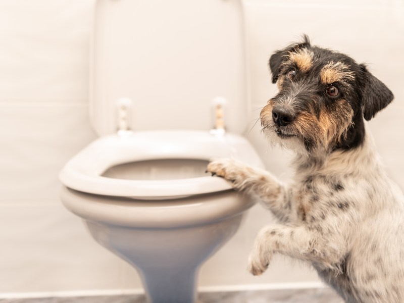 Hund Toilette