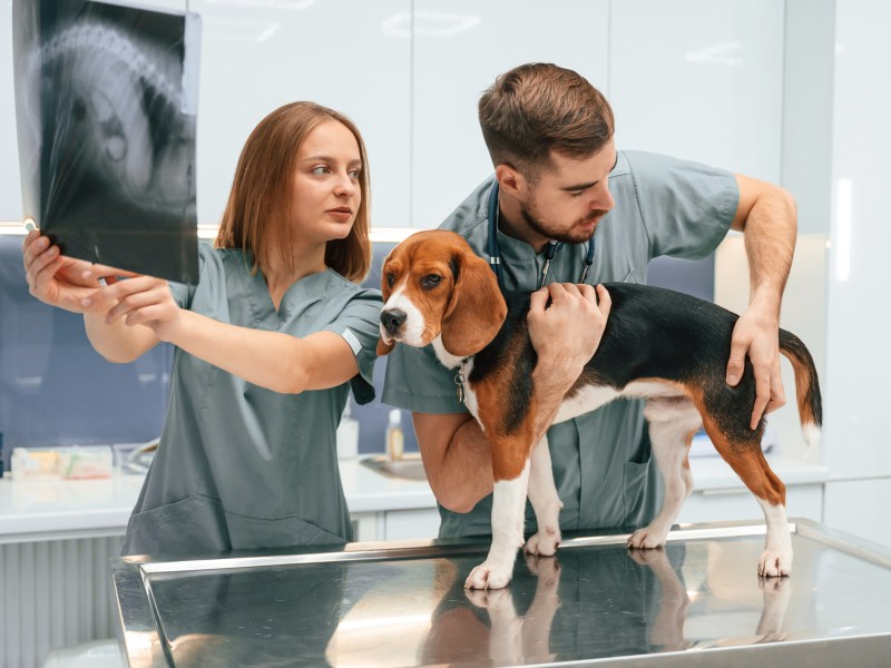 Hund auf Tierarzttisch