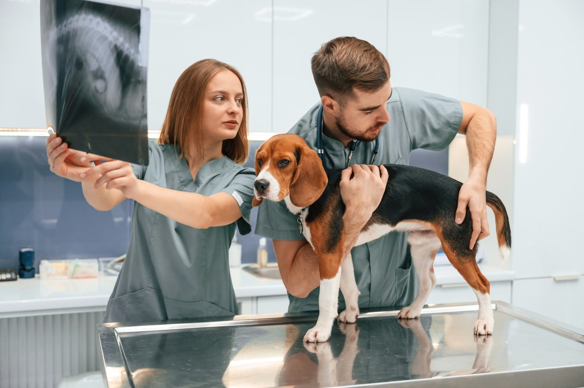 Hund auf Tierarzttisch