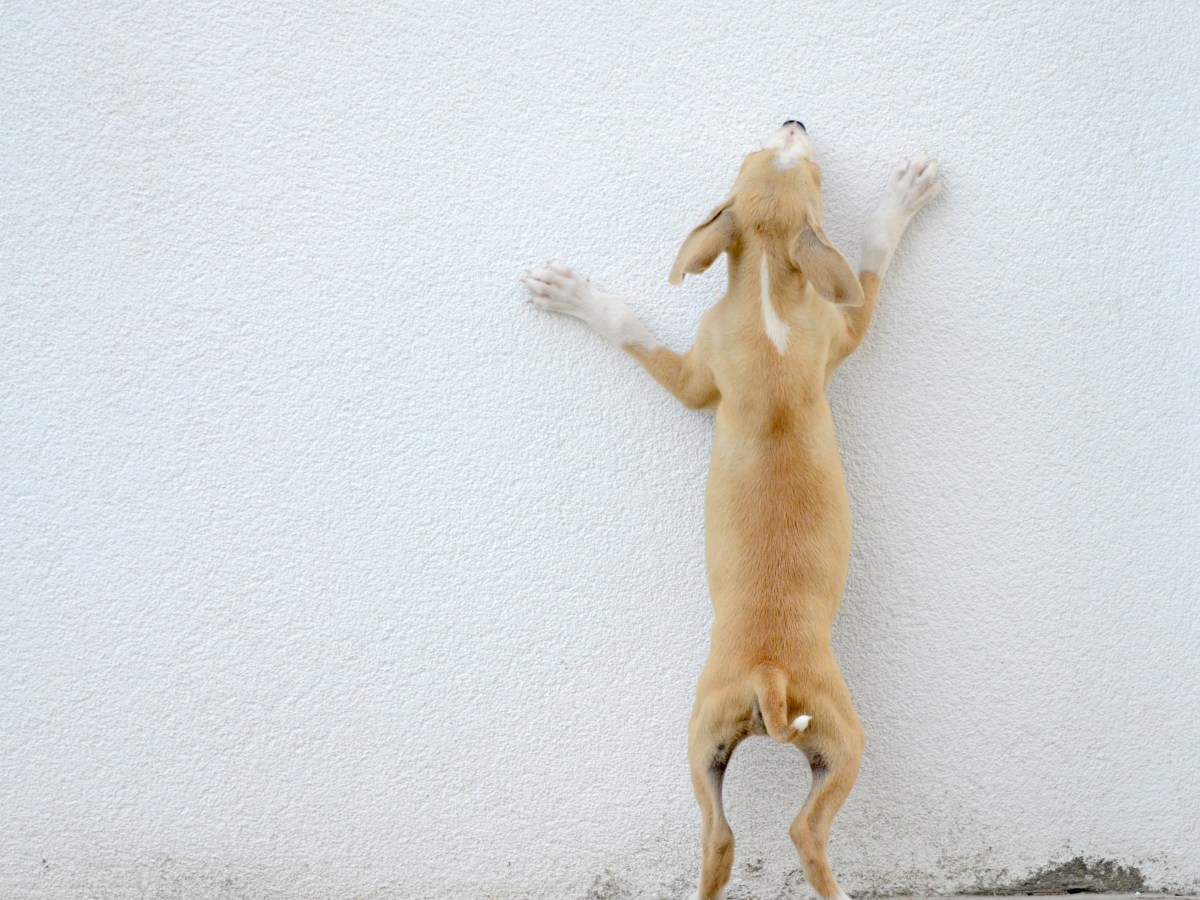 Hund an der Wand