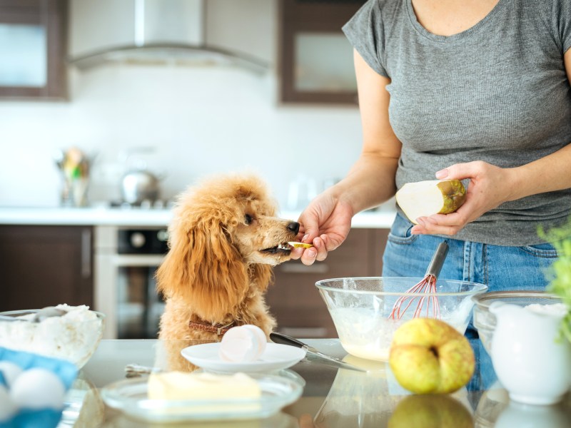 Hundefutter selber machen