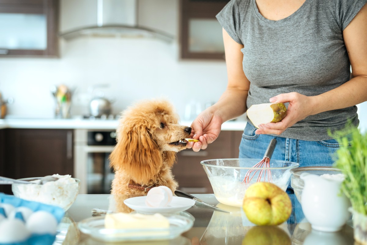 Hundefutter selber machen