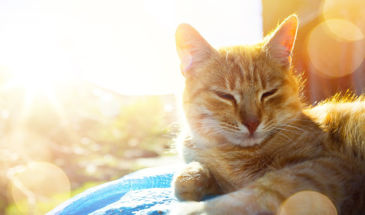 Katze liegt in der Sonne