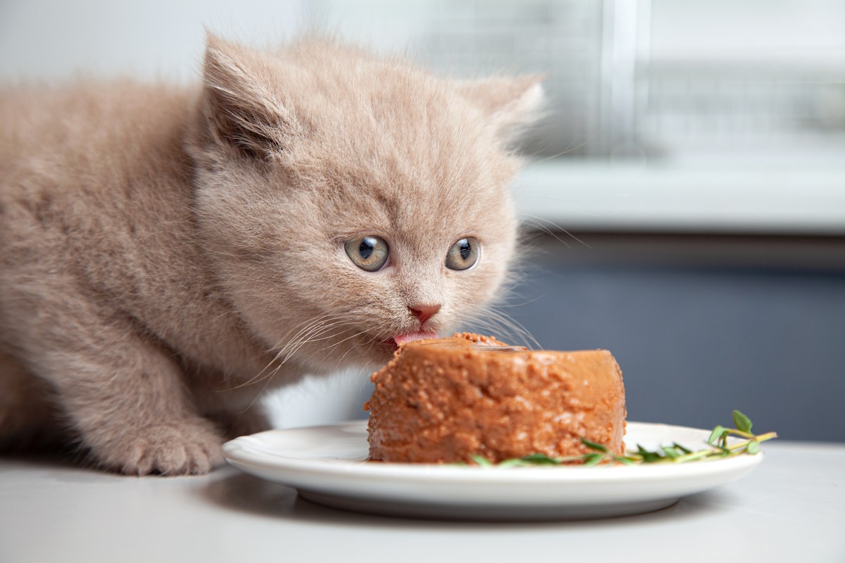 Katze frisst selbst gemachtes Katzenfutter