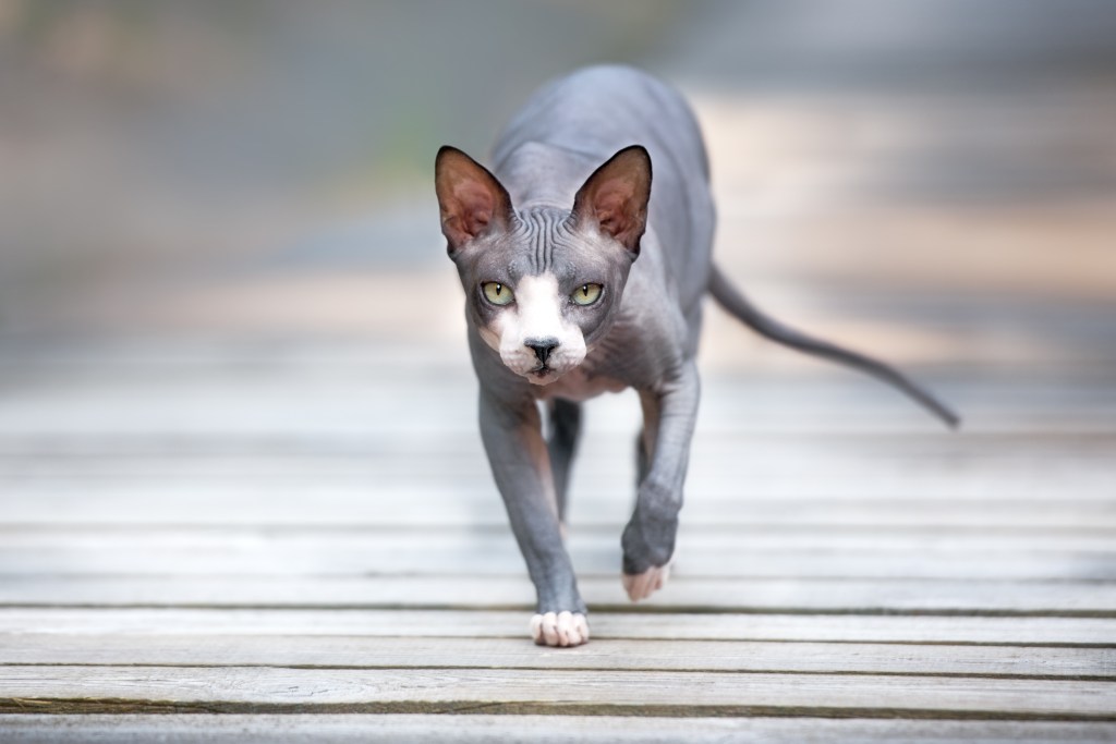 Katzenrassen pflegeleicht Nacktkatze