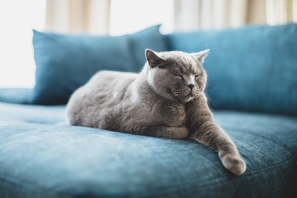 British Kurzhaar Katze liegt in der Wohnung auf Sofa