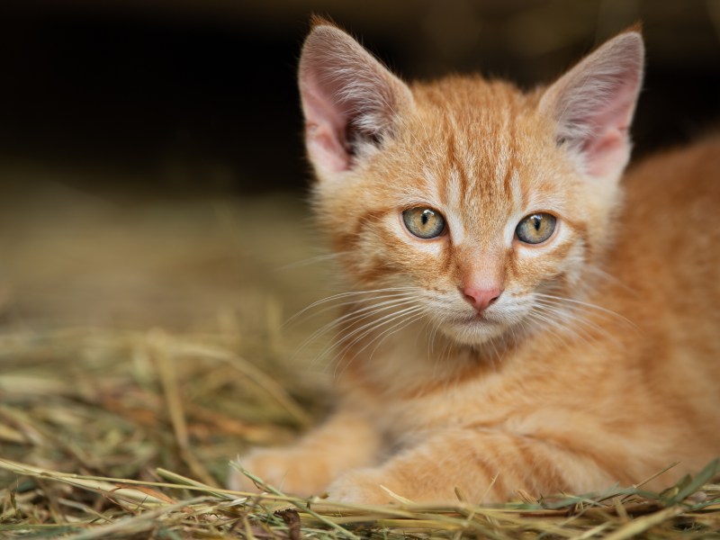 Katze liegt auf Stroh