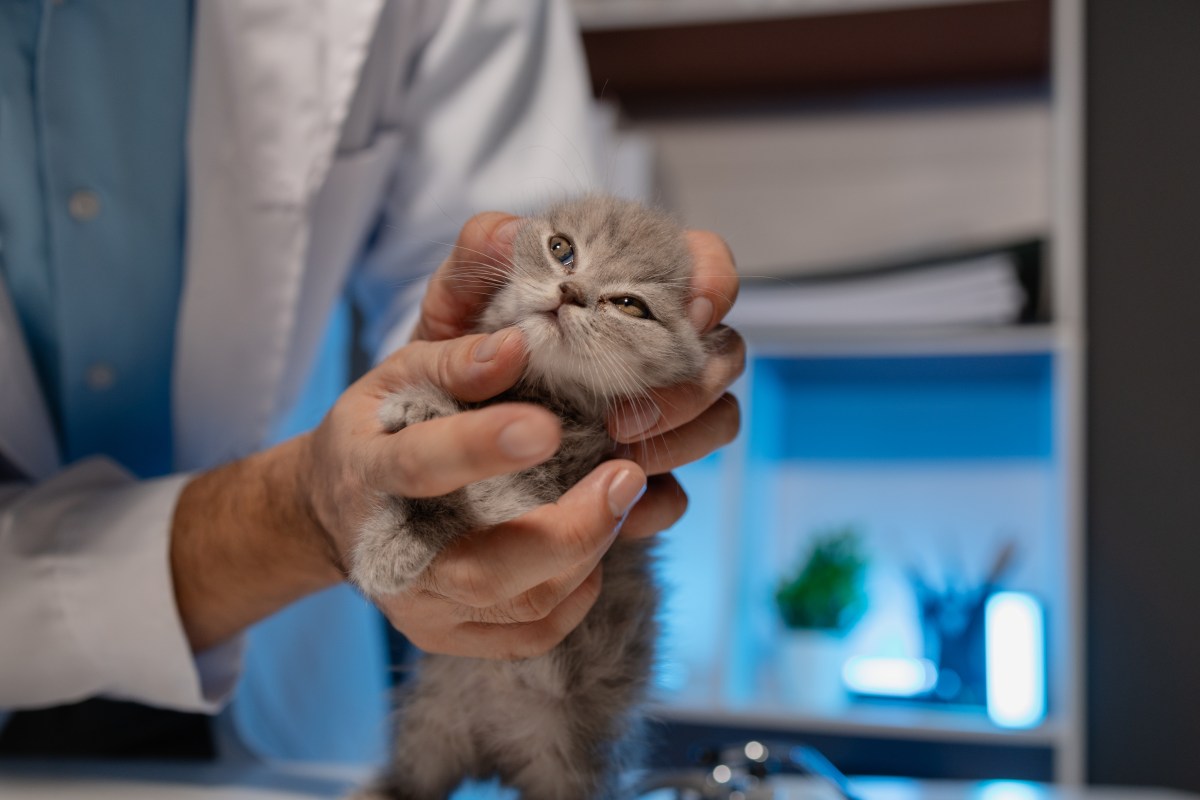 Tierarzt hält Kitten in der Hand