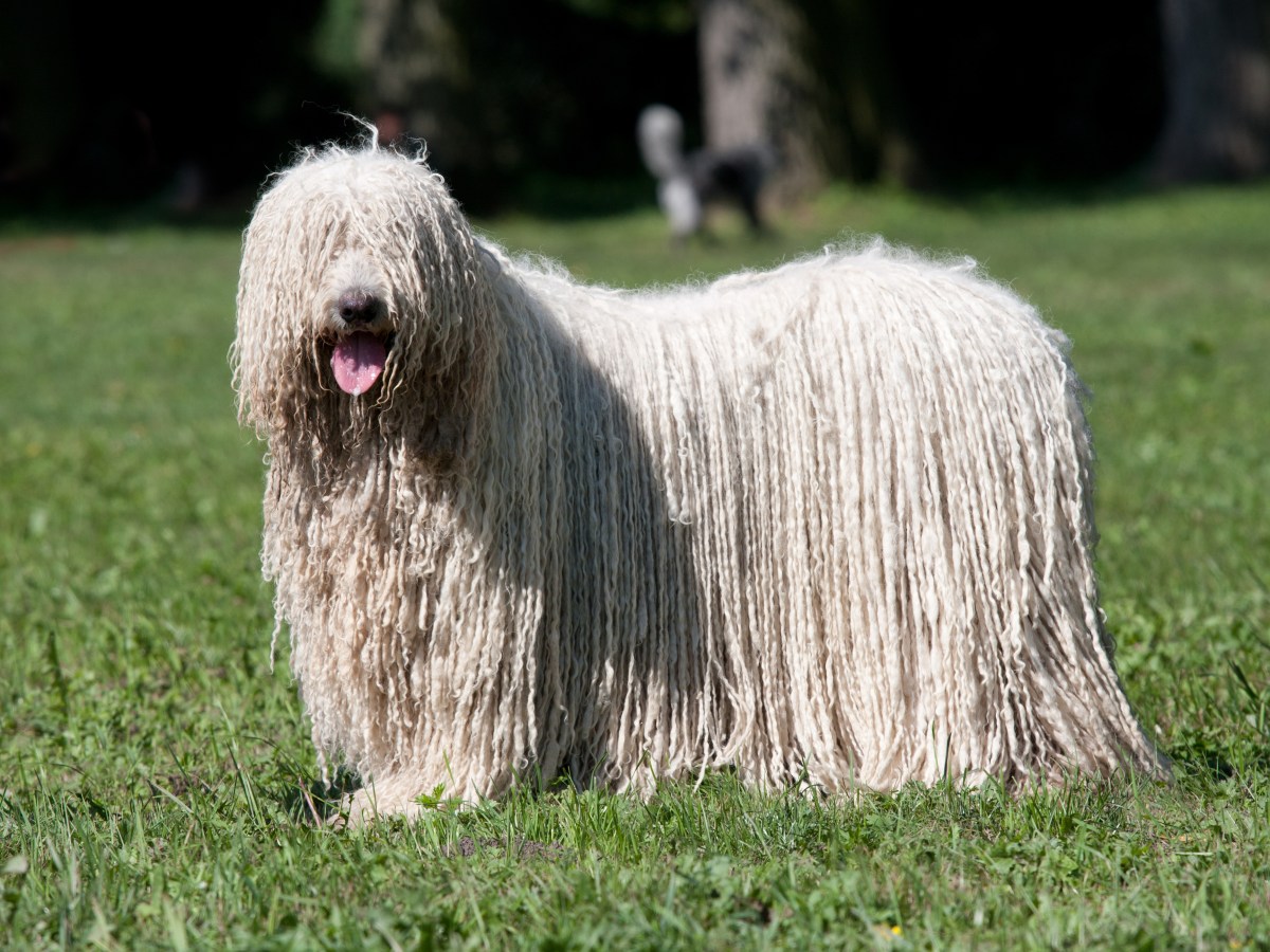 Alles, was du über den Komondor wissen musst: Steckbrief der ungarischen Hirtenhund-Rasse