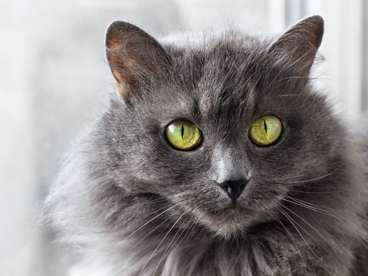 Nebelung-Katze: Grau wie der Nebel, und doch leicht zu durchschauen