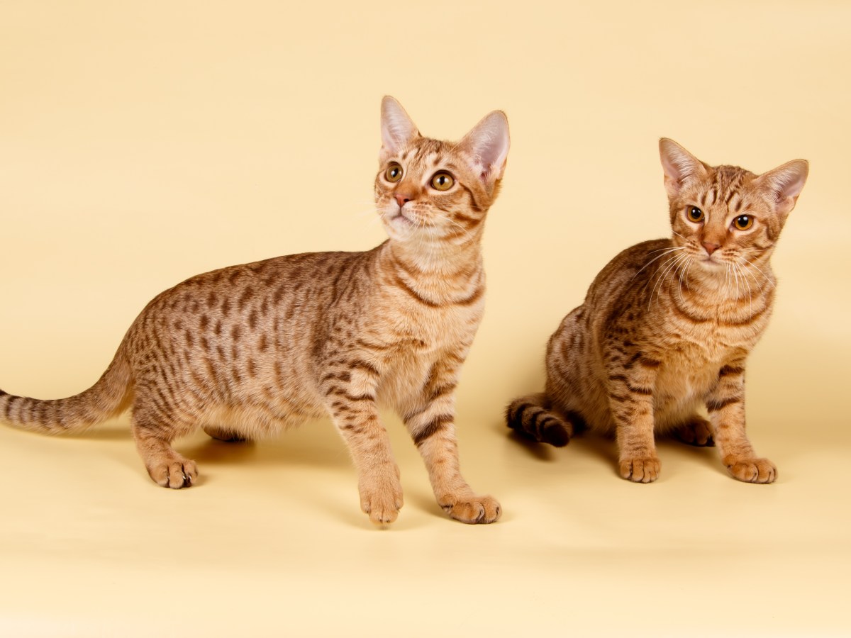 Ocicats im Portrait