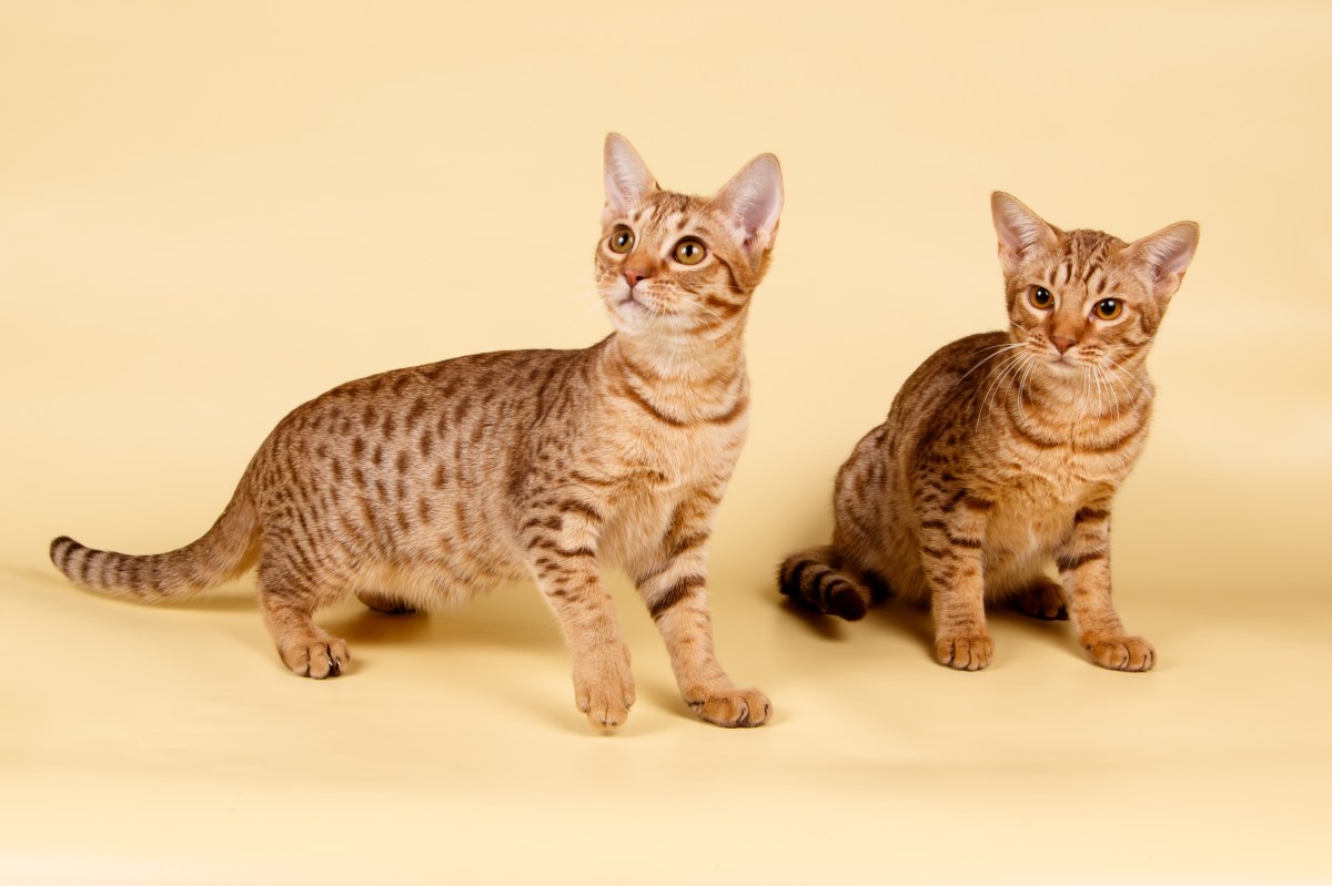 Ocicats im Portrait