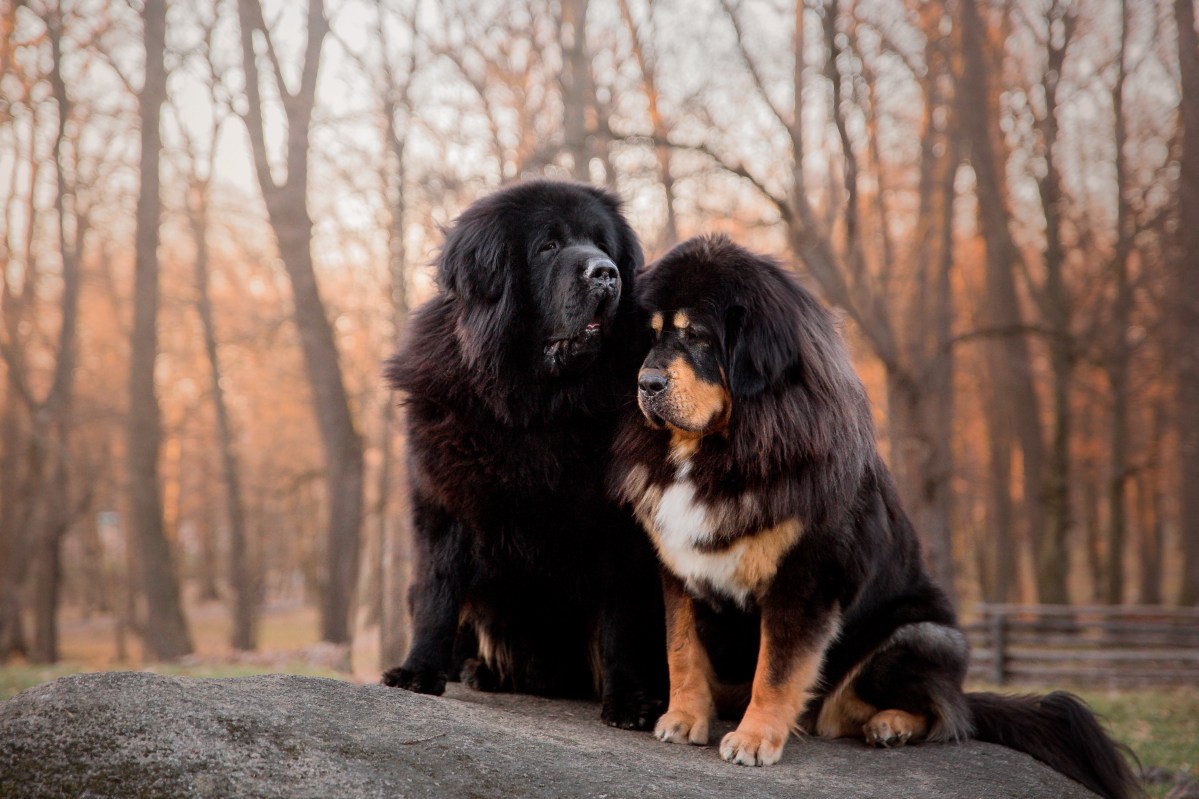 Tibet Mastiff