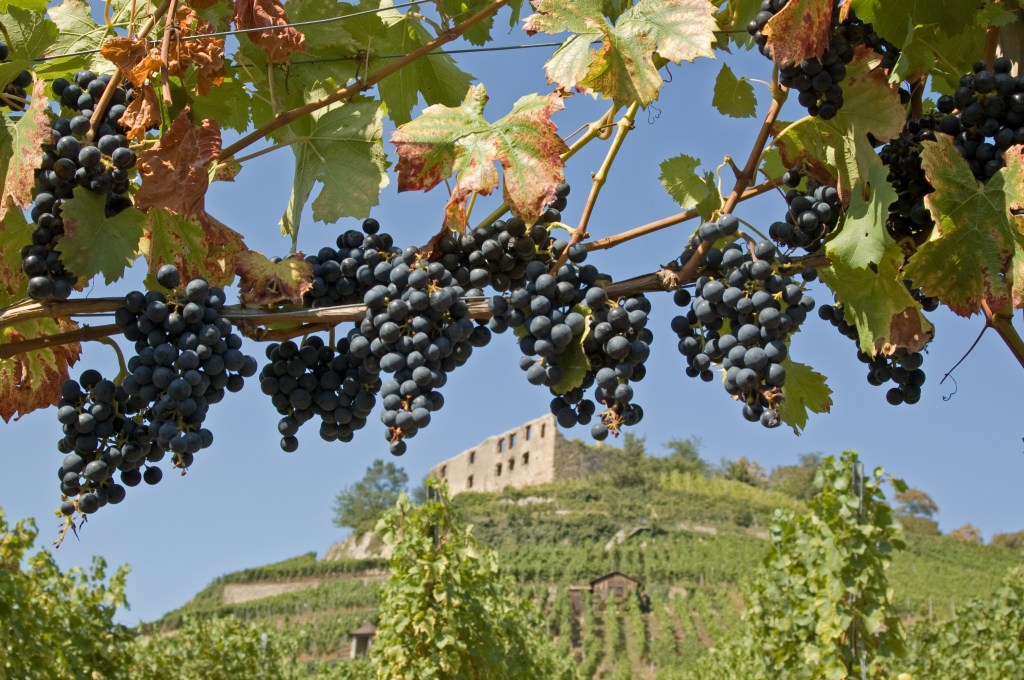 Baden ist die südlichste Weinregion Deutschlands und genießt ein besonders sonniges Klima.