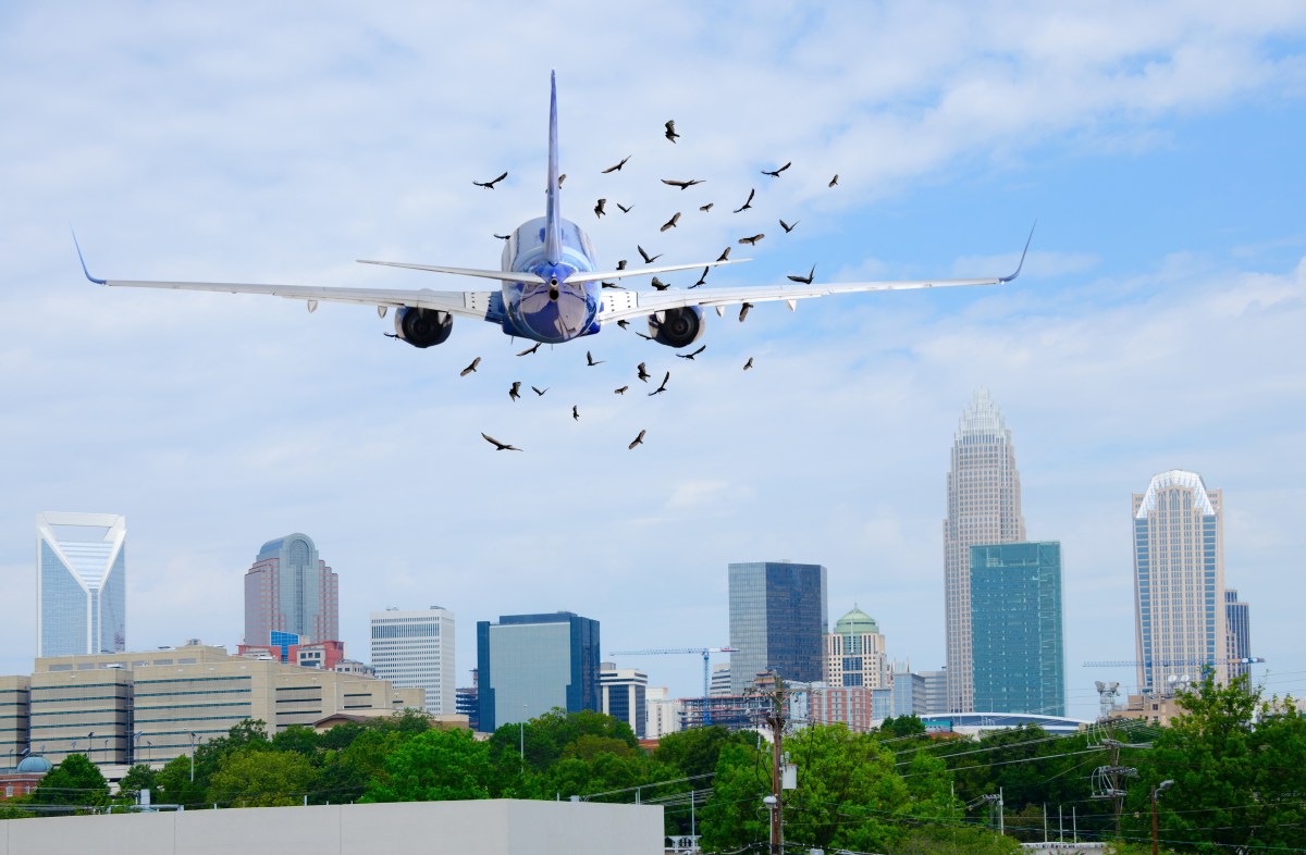 Flugzeug: Wie gefährlich ist ein Vogelschlag?