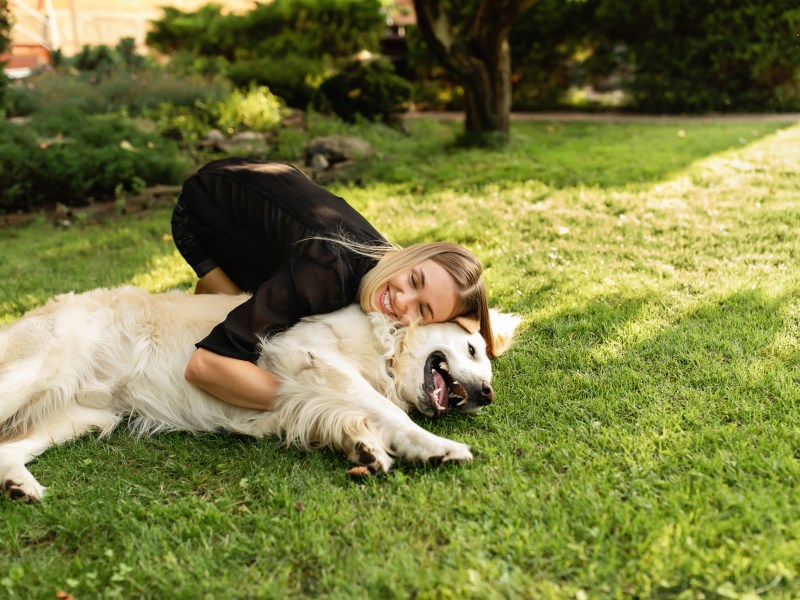 Hunde aus dem Tierheim