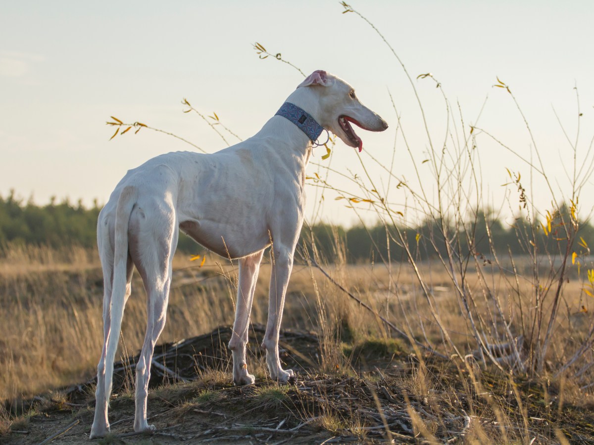 Chart Polski Steckbrief: Alles, was du über den Polnischen Windhund wissen musst