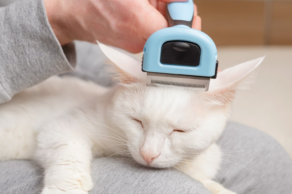 Katze wird mit Furminator über den Kopf gestrichen