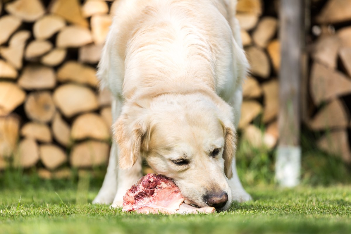 Fleisch fürs Barfen